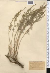 Artemisia juncea Kar. & Kir., Middle Asia, Karakum (M6) (Turkmenistan)