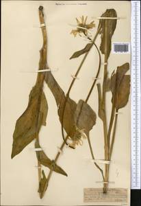 Doronicum oblongifolium A. DC., Middle Asia, Northern & Central Tian Shan (M4) (Kazakhstan)