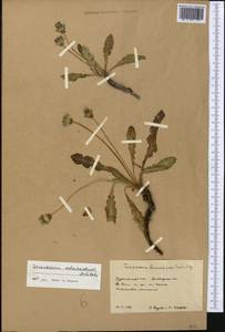 Taraxacum monochlamydeum Hand.-Mazz., Middle Asia, Karakum (M6) (Turkmenistan)