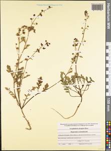 Scrophularia olympica Boiss., Caucasus, Stavropol Krai, Karachay-Cherkessia & Kabardino-Balkaria (K1b) (Russia)