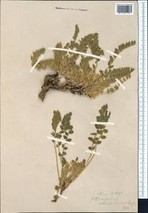 Astragalus anisomerus Bunge, Middle Asia, Western Tian Shan & Karatau (M3)
