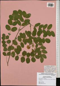 Astragalus glycyphyllos L., Eastern Europe, Central region (E4) (Russia)