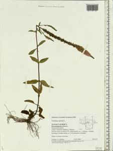 Veronica spicata L., Eastern Europe, Central region (E4) (Russia)