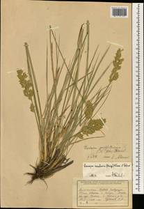 Festuca karatavica (Bunge) B.Fedtsch., South Asia, South Asia (Asia outside ex-Soviet states and Mongolia) (ASIA) (Afghanistan)