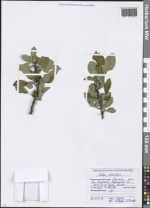 Malus orientalis Uglitzk., Caucasus, Krasnodar Krai & Adygea (K1a) (Russia)