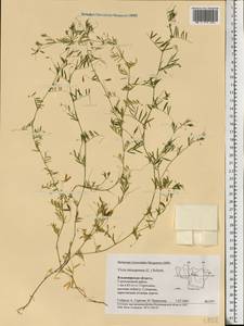 Vicia tetrasperma (L.)Schreb., Eastern Europe, Central region (E4) (Russia)