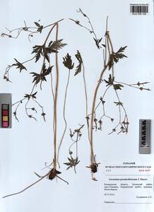 KUZ 000 105, Geranium pseudosibiricum J. Mayer, Siberia, Altai & Sayany Mountains (S2) (Russia)