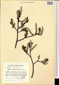 Salix kazbekensis A. Skvorts., Caucasus, Georgia (K4) (Georgia)