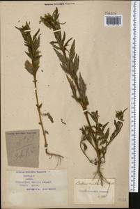 Bidens radiata Thuill., Middle Asia, Syr-Darian deserts & Kyzylkum (M7) (Kazakhstan)