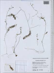 Utricularia intermedia Hayne, Siberia, Baikal & Transbaikal region (S4) (Russia)