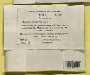 Bartramia pomiformis Hedw., Bryophytes, Bryophytes - Krasnoyarsk Krai, Tyva & Khakassia (B17) (Russia)