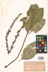 Verbascum nigrum L., Eastern Europe, Moscow region (E4a) (Russia)