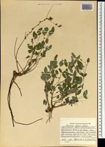 Lespedeza davurica (Laxm.)Schindl., Mongolia (MONG) (Mongolia)