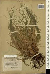 Carex humilis Leyss., Caucasus, Georgia (K4) (Georgia)