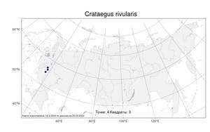 Crataegus rivularis Nutt. ex Torr. & A. Gray, Atlas of the Russian Flora (FLORUS) (Russia)