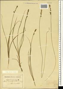 Carex divulsa Stokes, Crimea (KRYM) (Russia)