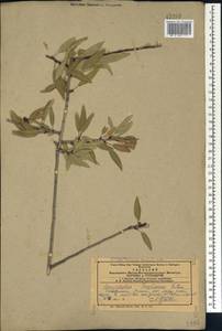 Prunus fenzliana Fritsch, Caucasus, Armenia (K5) (Armenia)
