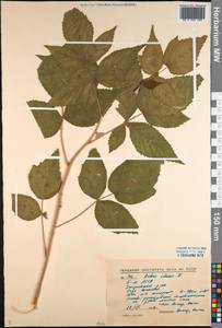 Rubus idaeus L., Siberia, Baikal & Transbaikal region (S4) (Russia)