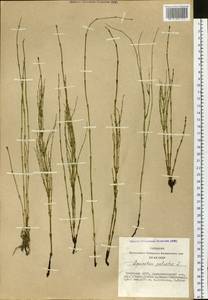 Equisetum palustre L., Siberia, Altai & Sayany Mountains (S2) (Russia)