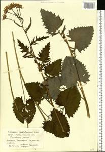 Jacobaea subalpina (W. D. J. Koch) Pelser & Veldkamp, Eastern Europe, West Ukrainian region (E13) (Ukraine)