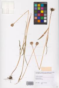 Fritillaria meleagris L., Eastern Europe, Central forest-and-steppe region (E6) (Russia)