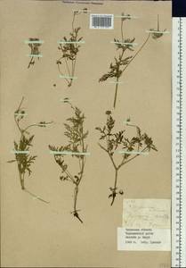 Erodium, Siberia, Baikal & Transbaikal region (S4) (Russia)