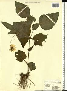 Doronicum carpaticum (Griseb. & Schenk) Nyman, Eastern Europe, West Ukrainian region (E13) (Ukraine)