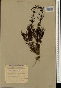 Verbascum nudicaule (Wydler) Takht., Caucasus, Azerbaijan (K6) (Azerbaijan)