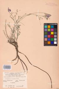 Astragalus varius S.G.Gmel., Eastern Europe, South Ukrainian region (E12) (Ukraine)