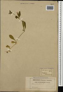 Silene pendula L., Caucasus (no precise locality) (K0)