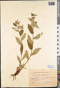 Symphytum officinale L., Eastern Europe, Central forest-and-steppe region (E6) (Russia)