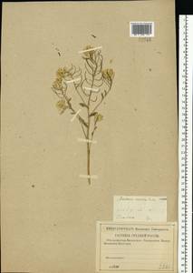 Barbarea vulgaris (L.) W.T.Aiton, Eastern Europe, Western region (E3) (Russia)