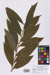 Senecio sarracenicus L., Eastern Europe, Moscow region (E4a) (Russia)