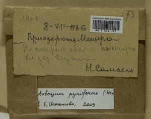 Leptobryum pyriforme (Hedw.) Wilson, Bryophytes, Bryophytes - Middle Russia (B6) (Russia)