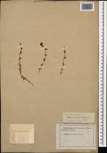 Scleranthus annuus L., Caucasus, Stavropol Krai, Karachay-Cherkessia & Kabardino-Balkaria (K1b) (Russia)