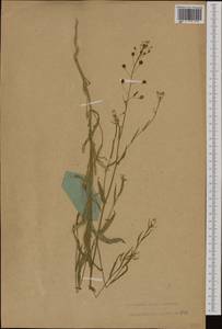 Camelina alyssum (Mill.) Thell., Western Europe (EUR) (Poland)