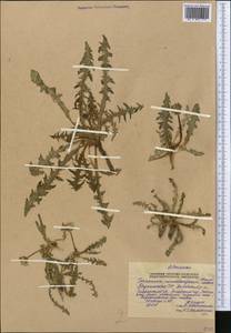 Taraxacum monochlamydeum Hand.-Mazz., Middle Asia, Pamir & Pamiro-Alai (M2) (Tajikistan)