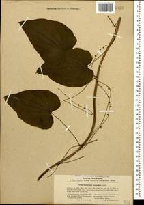Dioscorea caucasica Lipsky, Caucasus, Abkhazia (K4a) (Abkhazia)