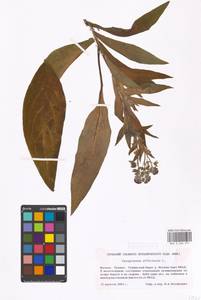 Cynoglossum officinale L., Eastern Europe, Moscow region (E4a) (Russia)