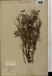 Cuscuta monogyna Vahl, Caucasus, Krasnodar Krai & Adygea (K1a) (Russia)