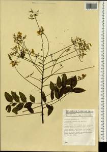 Styphnolobium japonicum (L.)Schott, South Asia, South Asia (Asia outside ex-Soviet states and Mongolia) (ASIA) (Netherlands)