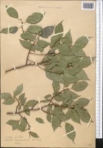 Celtis caucasica Willd., Middle Asia, Western Tian Shan & Karatau (M3)