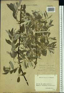 Elaeagnus angustifolia L., Eastern Europe, Rostov Oblast (E12a) (Russia)