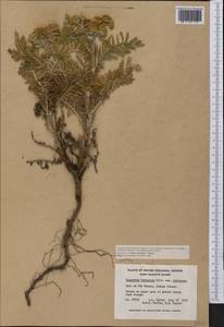 Tanacetum bipinnatum subsp. bipinnatum, America (AMER) (Canada)