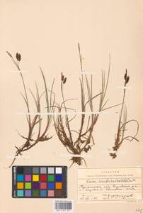 Carex rariflora (Wahlenb.) Sm., Eastern Europe, Northern region (E1) (Russia)