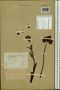 Petasites frigidus (L.) Fr., Siberia (no precise locality) (S0) (Russia)