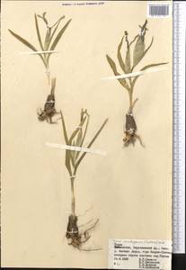 Iris warleyensis Foster, Middle Asia, Pamir & Pamiro-Alai (M2) (Tajikistan)
