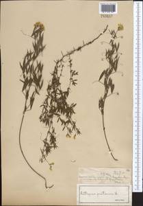 Lathyrus pratensis L., Middle Asia, Muyunkumy, Balkhash & Betpak-Dala (M9) (Kazakhstan)