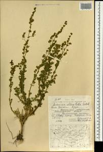 Artemisia obtusiloba, Mongolia (MONG) (Mongolia)
