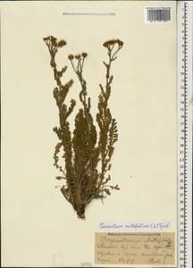 Tanacetum millefolium (L.) Tzvelev, Caucasus, Krasnodar Krai & Adygea (K1a) (Russia)
